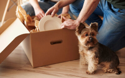 Trasloco con animali domestici a Como: accorgimenti pratici prima, durante e dopo il trasferimento