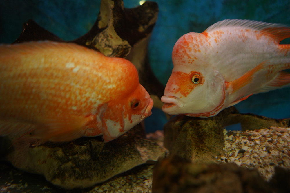 Come traslocare un acquario senza danneggiare vasca e pesci
